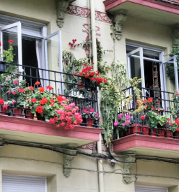 Prodaja balkonskega cvetja rogaska slatina